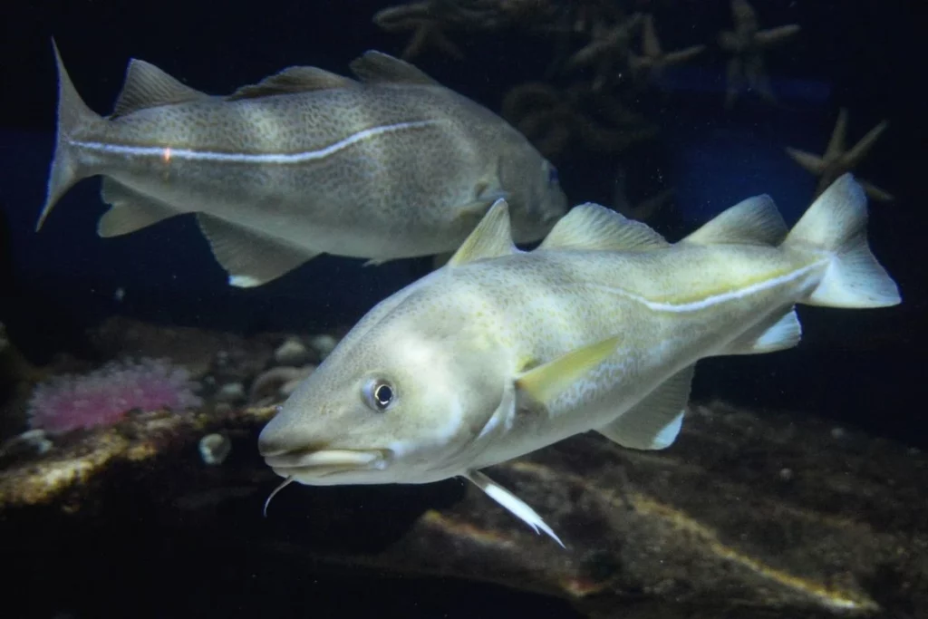 bacalhau-peixe-incrivel-e-sua-interessante-historia